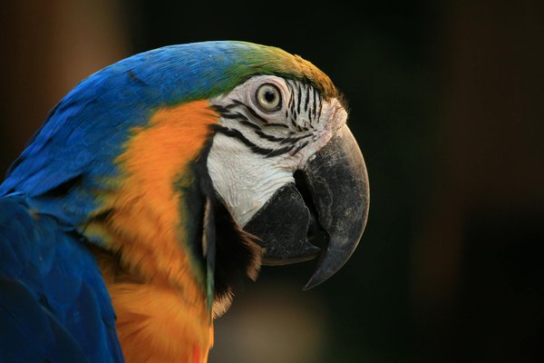 Cosa sapere prima di accogliere un animale domestico: consigli e precauzioni essenziali